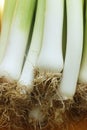 The stems of leeks