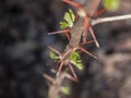 Stems with long pointed thorns