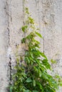 Stems of maiden grapes creeping up the concrete retaining wall Royalty Free Stock Photo