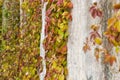 Stems of maiden grapes creeping up the concrete retaining wall Royalty Free Stock Photo