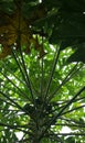 The stems of papaya leaves and fruit cover the sun, making the tree lush