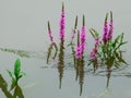 Stems of pink flowers sprouted from the water and their reflections on the surface of the river
