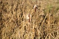 The stems of reed mace Royalty Free Stock Photo