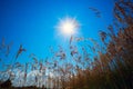 The stems of reeds on a background blue sky and bright sun. Royalty Free Stock Photo