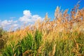 The stems of reeds on a background blue sky with clouds. Royalty Free Stock Photo