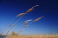 Stems of reeds in the background of the river