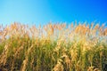 The stems of reeds on blue sky background. Royalty Free Stock Photo