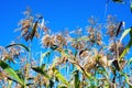 The stems of reeds on blue sky background. Royalty Free Stock Photo