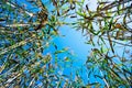 The stems of reeds on blue sky background. Royalty Free Stock Photo