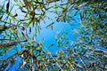 The stems of reeds on blue sky background. Royalty Free Stock Photo