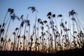 The stems of reeds at sunset