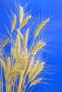 Stems of ripe wheat Royalty Free Stock Photo
