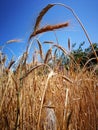 Stems of ripe wheat in field under rays summer sun Royalty Free Stock Photo