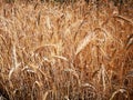 Stems of ripe wheat in field under rays summer sun Royalty Free Stock Photo