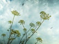 Stems of ripening hogweed under a bright blue sky with soaring birds of prey Royalty Free Stock Photo