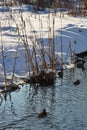 Stems of river reeds on background of snowy bank illuminated by winter sun light