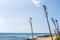 Stems of Sisal Plant Against Beach Ocean and Skyline