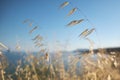 Stems of slender wild oat in the sunset. Avena Barbata Pott ex Link Royalty Free Stock Photo