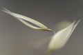 Stems of slender wild oat in the sunset. Royalty Free Stock Photo