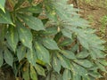 The stems, stalks and leaves of cassava with the Latin name Manihot Esculenta