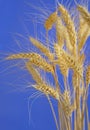 Stems of wheat against blue sky Royalty Free Stock Photo