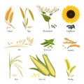Stems of wheat and rye, sunflower and pea food