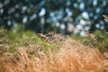 Stems of wild dry grass with seeds wave in tender summer wind, beautiful, warm direct sunlight, cool blurred forest background Royalty Free Stock Photo