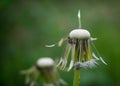 Stems of the wild officinal plant of the dandelion on green meadow.