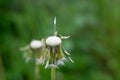 Stems of the wild officinal plant of the dandelion on green meadow.