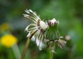 Stems of the wild officinal plant of the dandelion on green meadow.