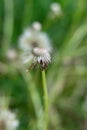 Stems of the wild officinal plant of the dandelion on green meadow.