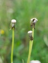 Stems of the wild officinal plant of the dandelion on green meadow.