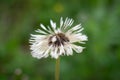 Stems of the wild officinal plant of the dandelion on green meadow.