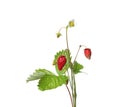 Stems of wild strawberry with berries, green leaves and flower isolated on white Royalty Free Stock Photo