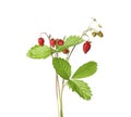 Stems of wild strawberry with berries, green leaves and flowers isolated on white Royalty Free Stock Photo