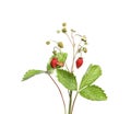 Stems of wild strawberry with berries, green leaves and flowers isolated on white Royalty Free Stock Photo