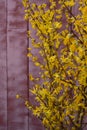 Stems of yellow winter jasmine flowering against a pink background.