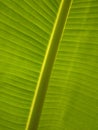 Stems of young banana leaves