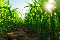 Stems of young corn plants with leaves. Rows of corn plants. The sun\'s rays shine through the leaves Royalty Free Stock Photo