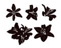 Stencils of individual lily flowers. Black silhouette on white background
