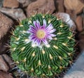 Stenocactus crispatus, Echinofossulocactus blooms Royalty Free Stock Photo
