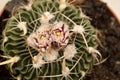 Stenocactus multicostatus, the brain cactus, small cactus