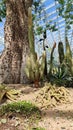 Stenocereus eruca creeping devil and giant cactus