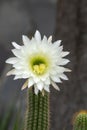 Large white flower of an organ pipe cactus (stenocereus thurberi), native to Mexico Royalty Free Stock Photo