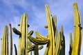 Stenocereus thurberi -Organpipe cactus Royalty Free Stock Photo