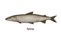 Stenodus nelma, vintage-styled drawing of sea, ocean fish. Marine sheefish, saltwater animal species. Detailed realistic