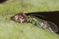 Stenopsocus stigmaticus bark louse eating bird dropping