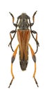 Stenopterus atricornis Royalty Free Stock Photo