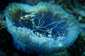 Banded coral shrimps in a blue vase sponge Royalty Free Stock Photo