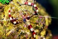 Banded coral boxer shrimp - Stenopus hispidus